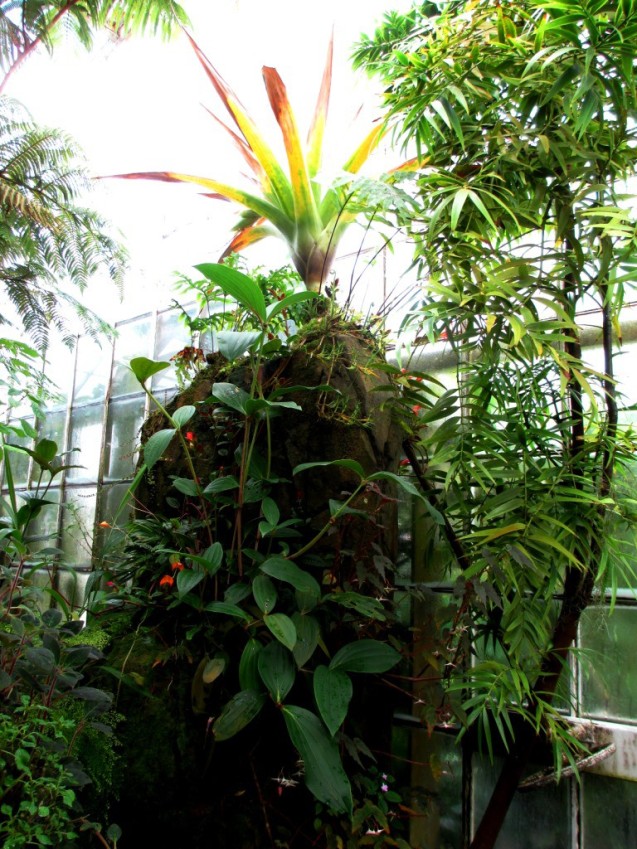 A giant bromeliad.