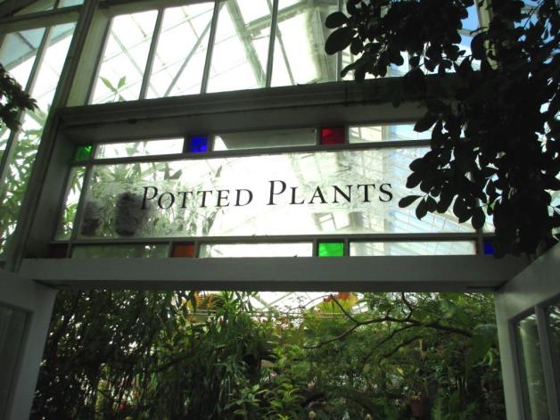 GGP-CoF-potted plants