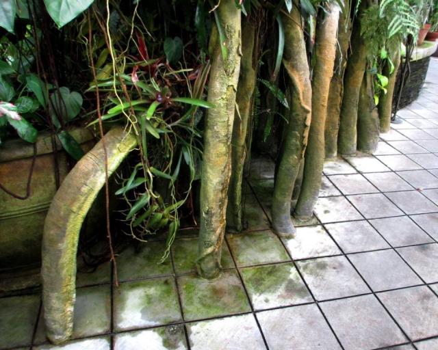 These strangler fig vines were growing straight out of the tiles.